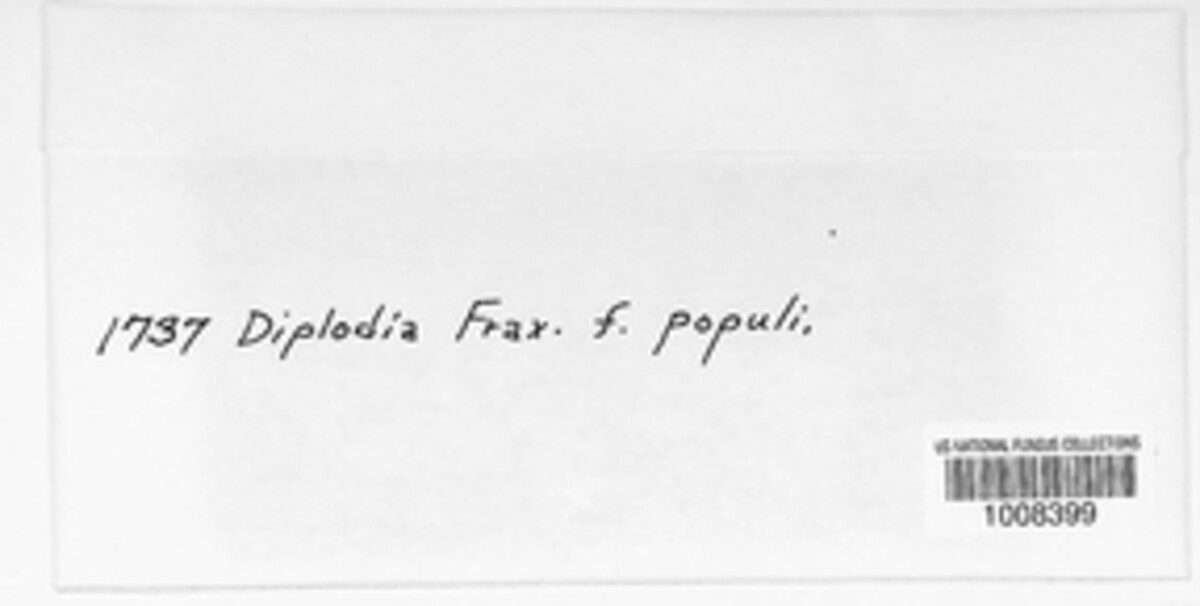 Botryodiplodia fraxini image